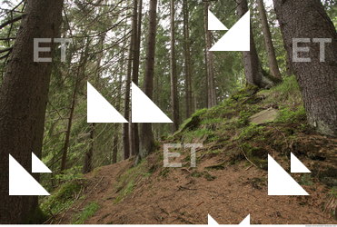 background forest 0023