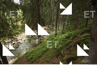 background forest 0024