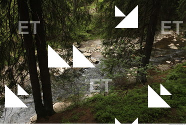 background forest 0025