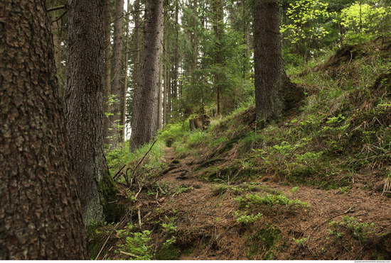 Background Forests