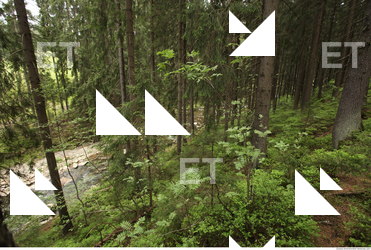 background forest 0029