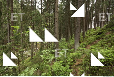 background forest 0028