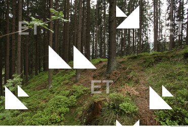 background forest 0030