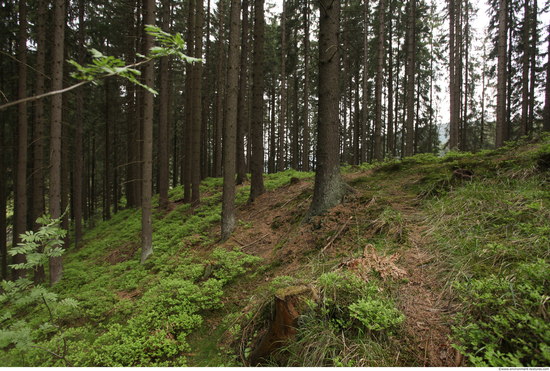 Background Forests