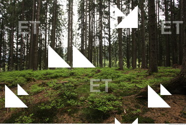 background forest 0031
