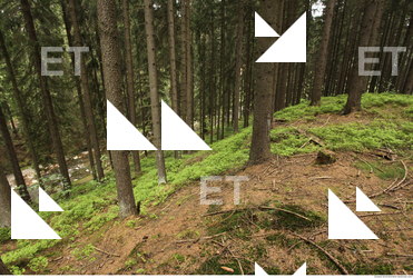 background forest 0033