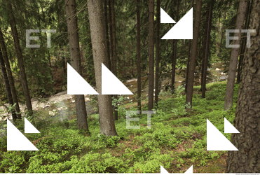 background forest 0035