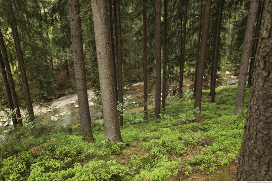 Background Forests