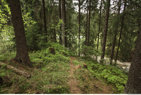 Background Forests