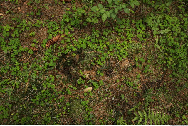 Groundplants