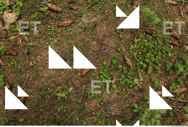 forest ground plants 0004