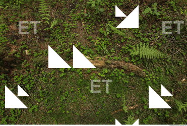 forest ground plants 0002