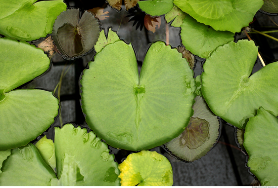 Waterplants