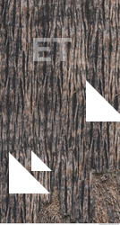 Tree Bark