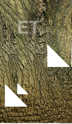 Tree Bark