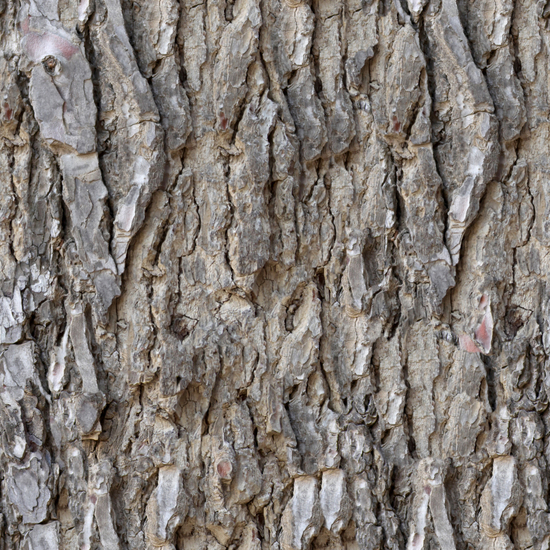 Seamless Tree Bark