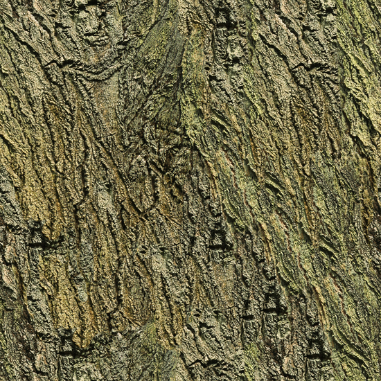 Seamless Tree Bark