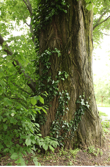 Tree Bark