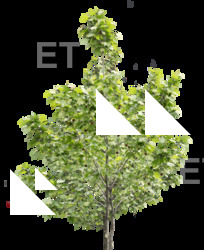 free photo texture of tree