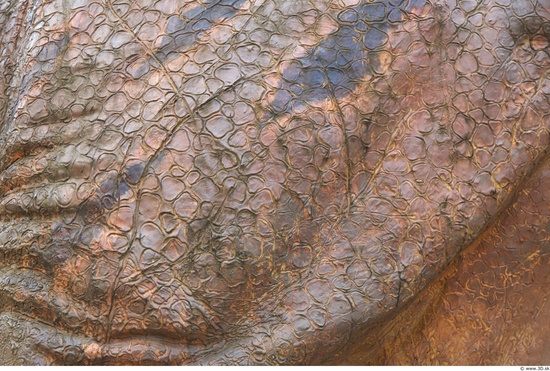 Dinosaur Skin