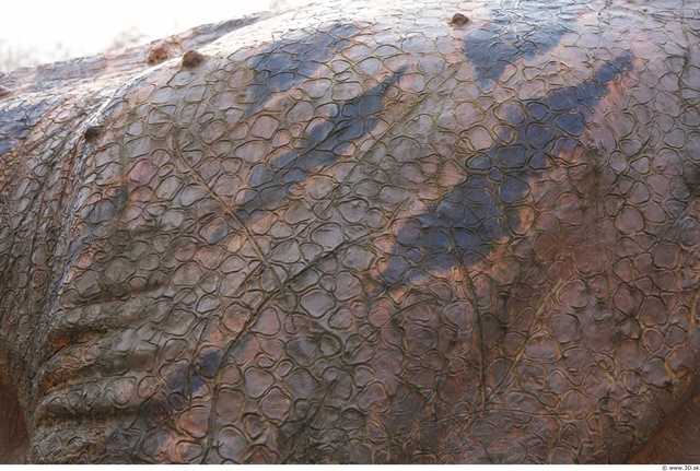 Dinosaur Skin