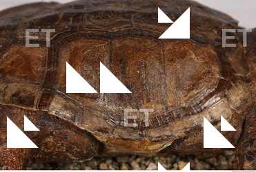 Turtle Shell