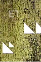 Tree Bark