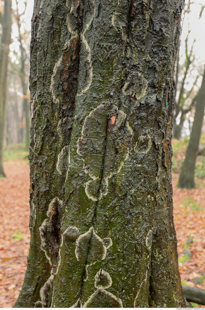 Tree Bark