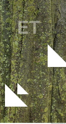 Tree Bark