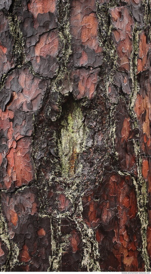 Tree Bark