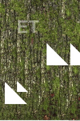 Tree Bark
