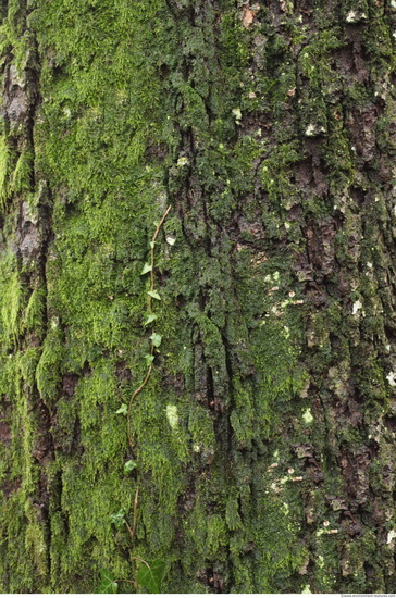 Tree Bark