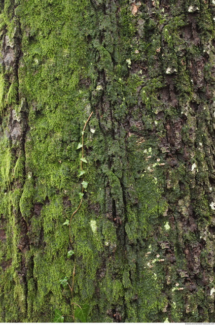 Tree Bark