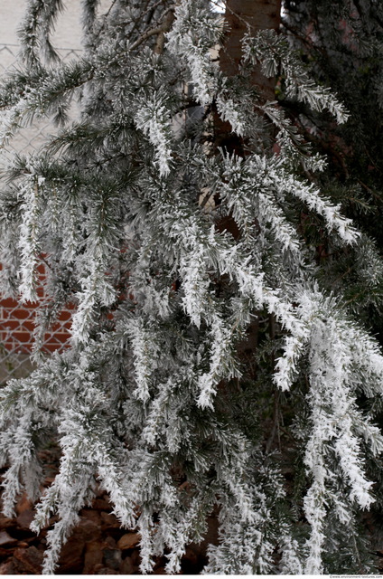 Frozen Ground