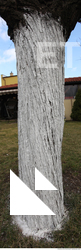 tree bark 0005