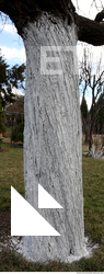 tree bark 0003