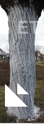 tree bark 0009