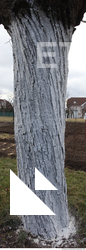 tree bark 0010