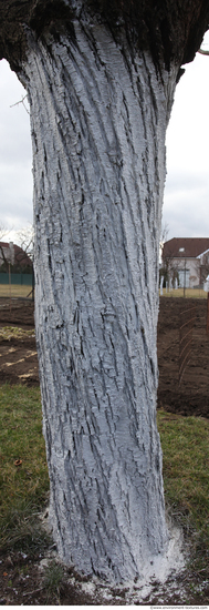 Tree Bark