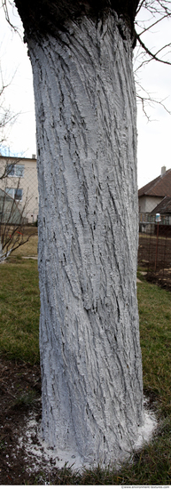 Tree Bark