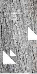 tree bark 0015