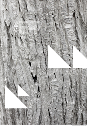 Tree Bark