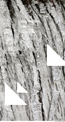 tree bark 0019