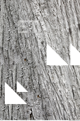 Tree Bark