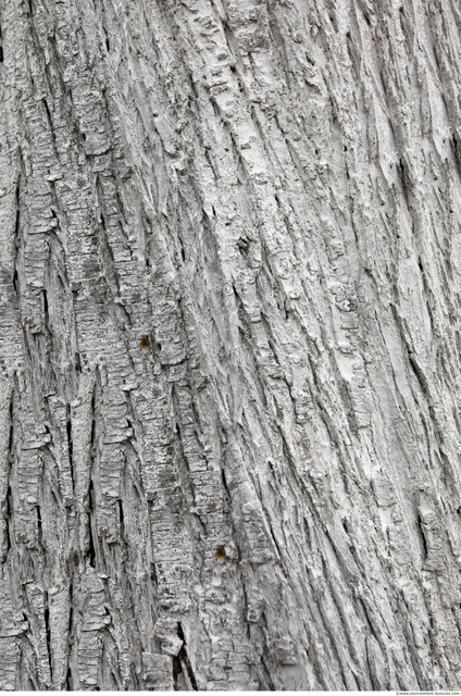 Tree Bark