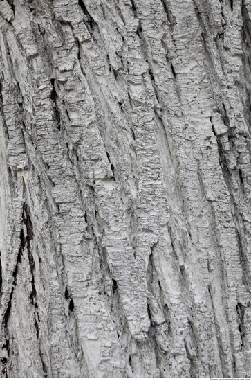 Tree Bark