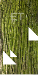 Tree Bark
