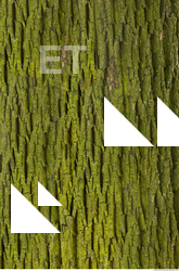 Tree Bark