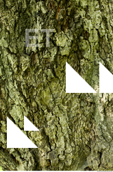 Tree Bark