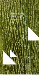 Tree Bark